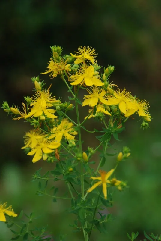 Johanniskraut – Hypericum perforatum
