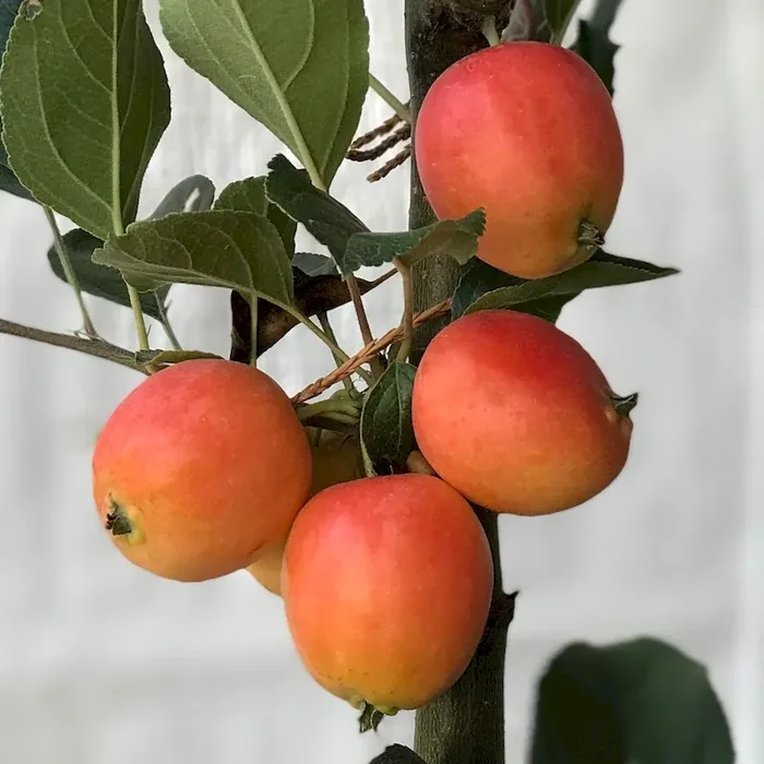 John Downie – Zierapfel