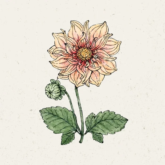 Jora Dahl Dahlie „Sunny Reggae“