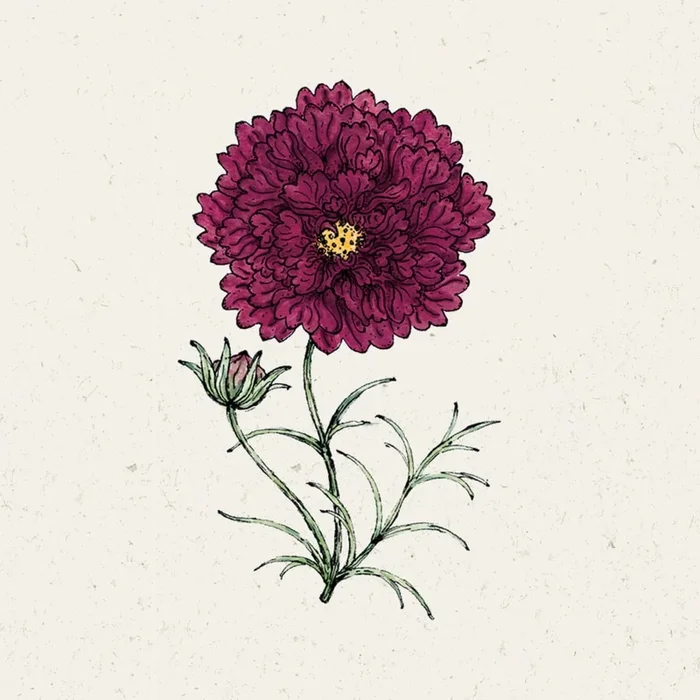 Jora Dahl Kosmee „Double Click Cranberries“