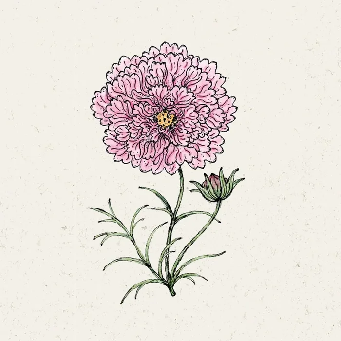 Jora Dahl Kosmee „Double Click Rose Bonbon“