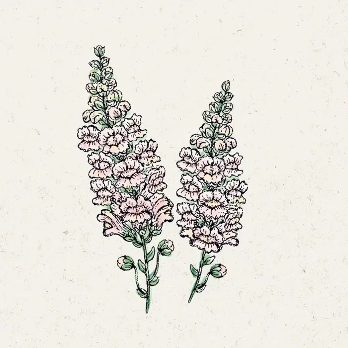 Jora Dahl Löwenmäulchen „Costa Silver“ Antirrhinum Majus