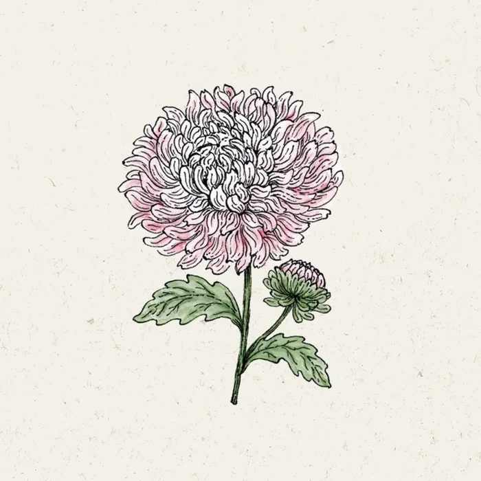 Jora Dahl Sommeraster „King Size Appleblossom“
