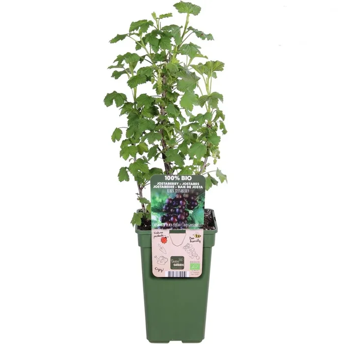 Jostabeere / Jochelbeere Ribes jostaberry