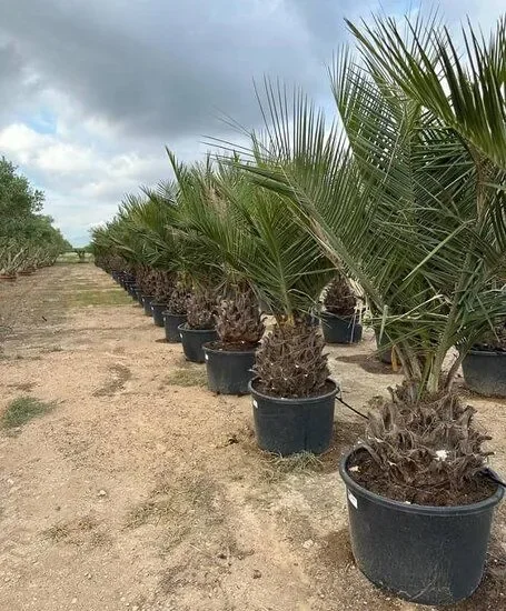 Jubaea chilensis – Honigpalme