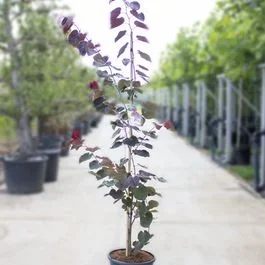 Judasbaum Merlot