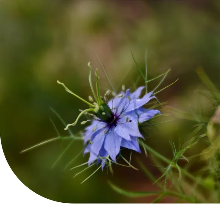 Jungfer im Grünen – Nigella damascena