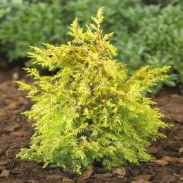 Juniperus communis Gold Cone