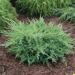 Juniperus pfitzeriana Compacta 9 cm pot