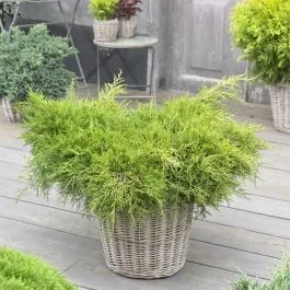 Juniperus pfitzeriana Old Gold 17 cm Topf