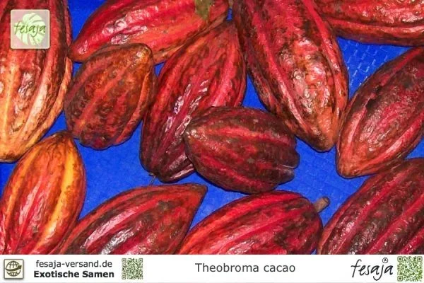 Kakaobaum, Theobroma cacao