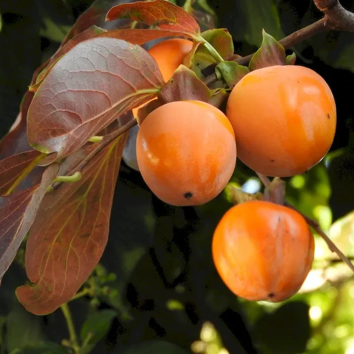 Kaki Steiermark Diospyros Kaki