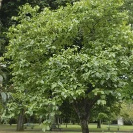 Kakibaum Diospyros Kaki