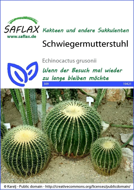 Kaktus Schwiegermutterstuhl