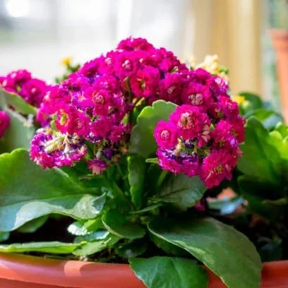 Kalanchoe Flower Plant – Purple