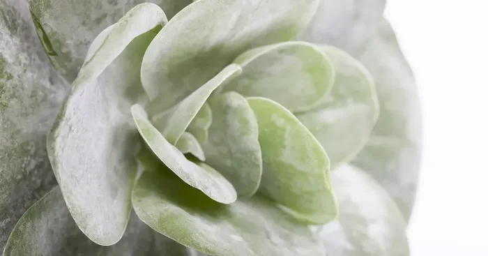 Kalanchoe thyrsiflora