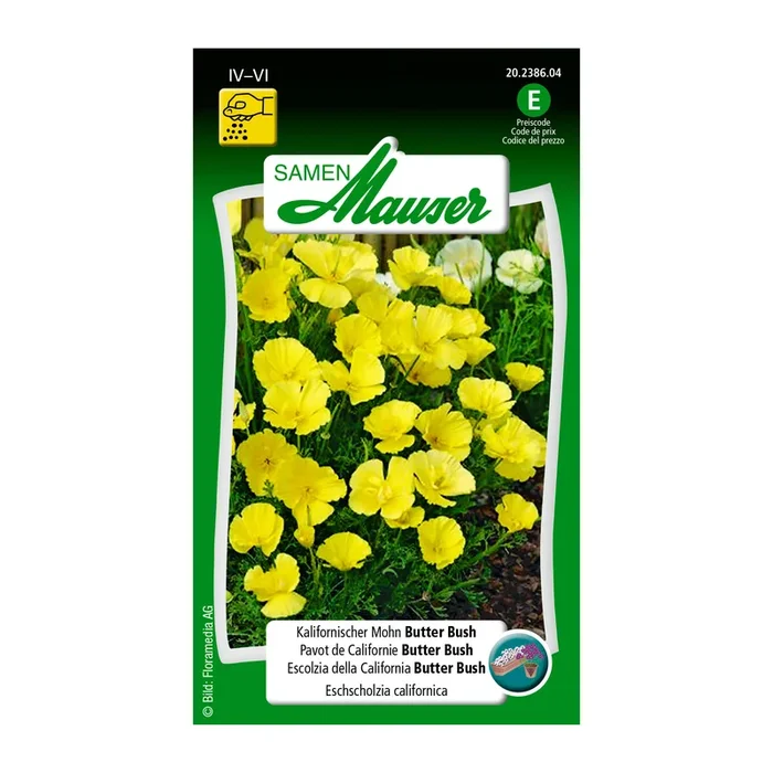 Kalifornischer Mohn ‚Butter Bush‘