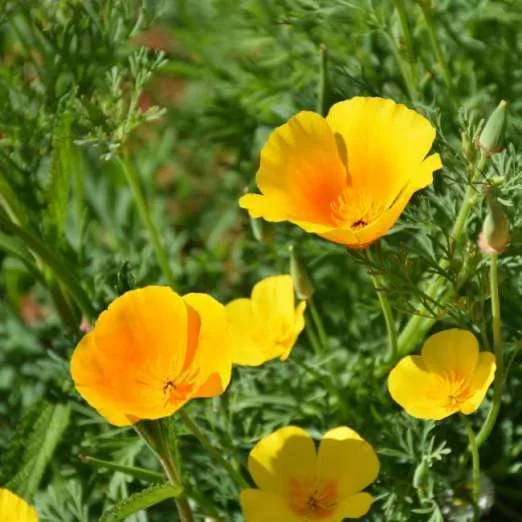 kalifornischer Mohn