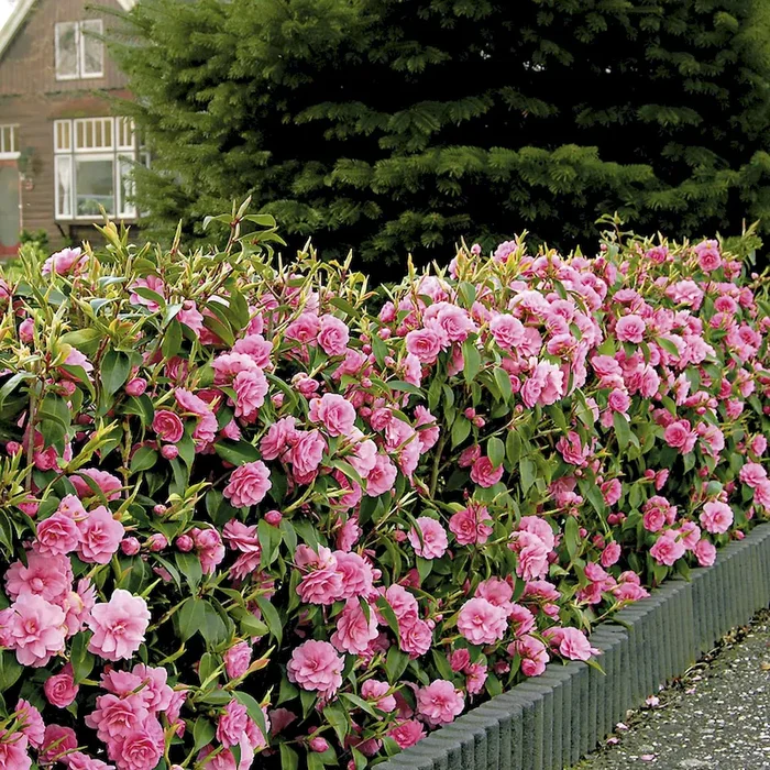 Kamelien-Hecke ‚Mrs Tingley‘ Camellia japonica – Bestellnummer 3351508
