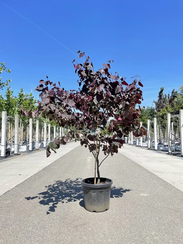 Kanadischer Judasbaum ‚Forest Pansy‘ – Mehrstämmig
