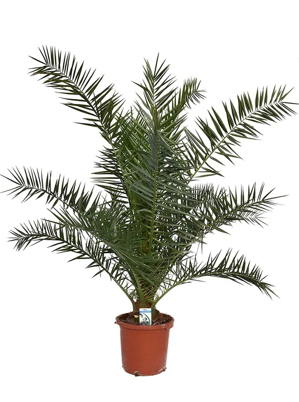 Kanarische Dattelpalme 120-150 cm – Phoenix canariensis – Phönixpalme