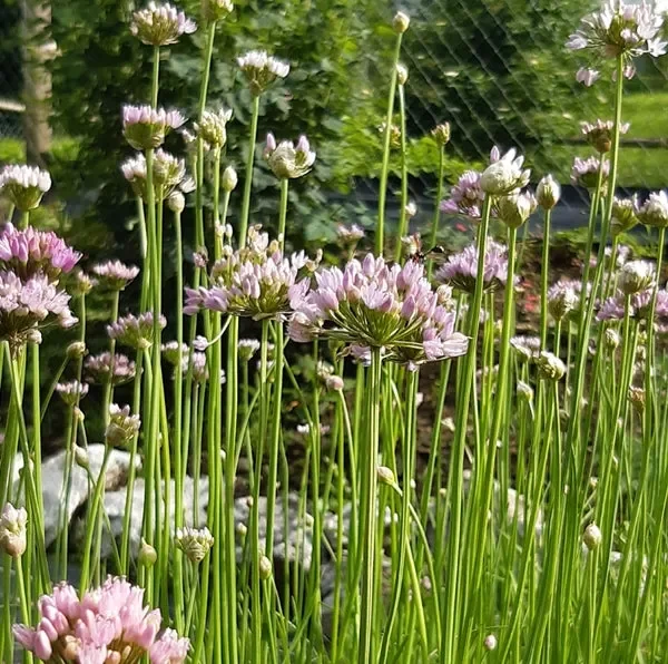 Kanten-Lauch (Allium angulosum) „Bio“