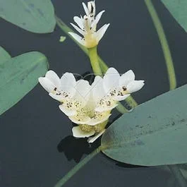 Kap-Wasserlilie (Aponogeton distachyos)