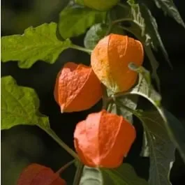 Kapstachelbeere (Physalis peruvianum)