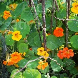 Kapuzinerkresse – Tropaeolum majus odor.