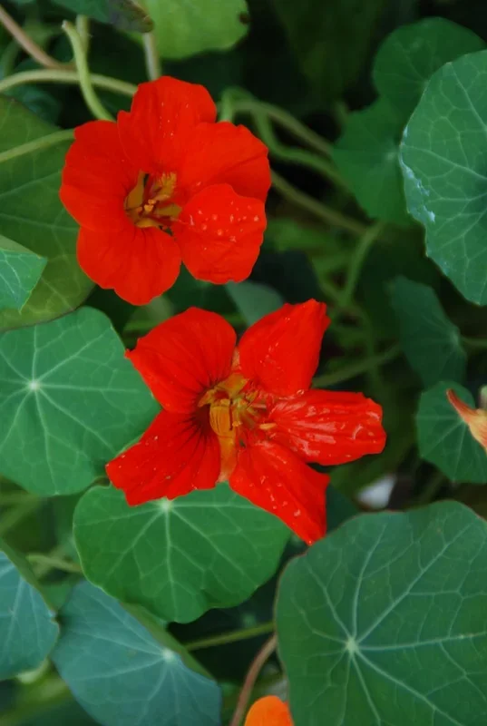 Kapuzinerkresse – Tropaeolum majus