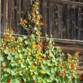 Kapuzinerkresse (Tropaeolum majus)
