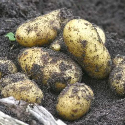 KareliaPflanzkartoffeln, bio