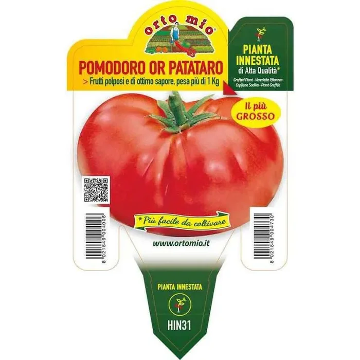 Kartoffel Patataro Riesige gepfropfte Tomatenpflanze