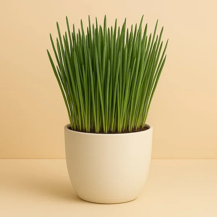 Katzengras – 10cm