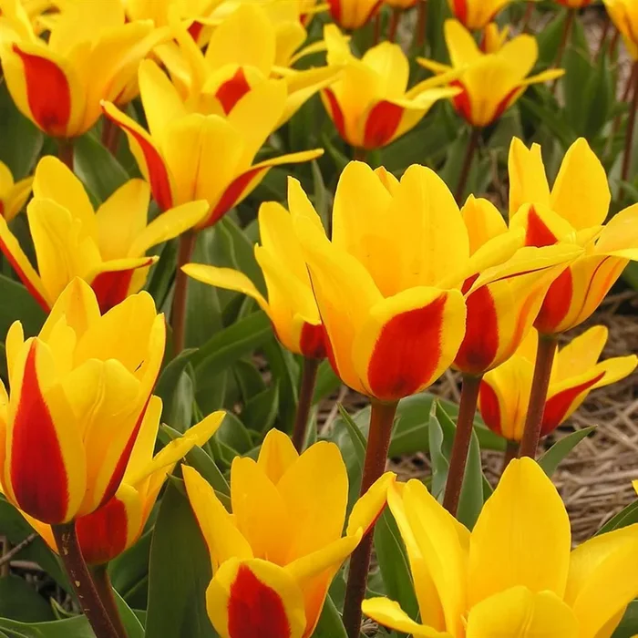 Kaufmanniana Hybrid Tulpe Goldstück x 10