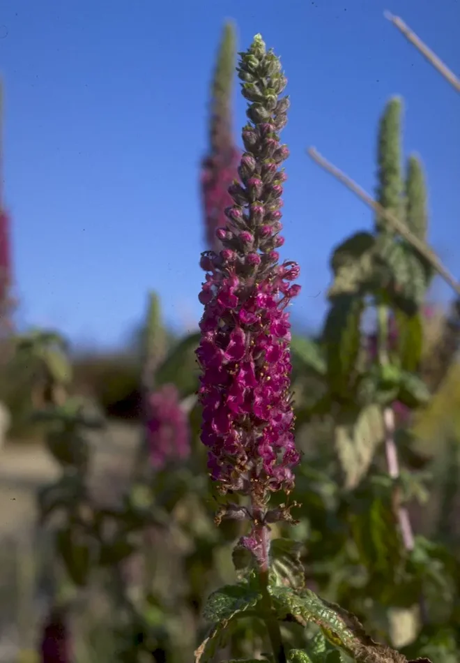 Kaukasus-Gamander, Teucrium hyrcanicum