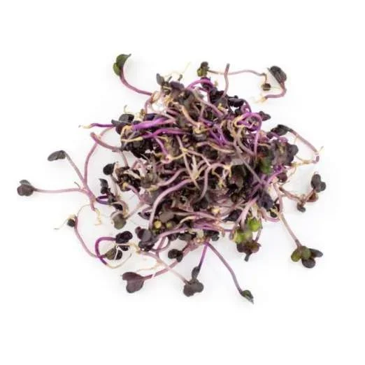 KeimsprossenRotkohl