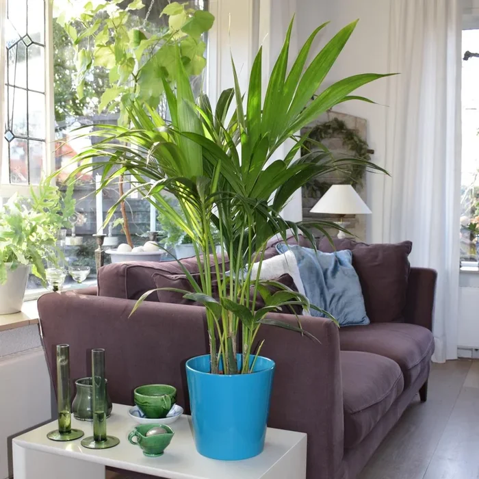 Kentia Palme – Howea forsteriana