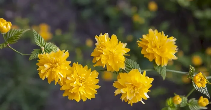 Kerria japonica ‚Pleniflora‘