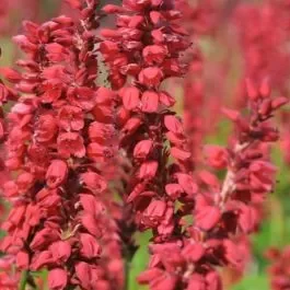 Kerzen-Knöterich (Persicaria / Polygonum amplexicaule) J. S. Caliente