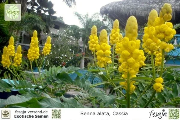 Kerzenstrauch, Senna alata