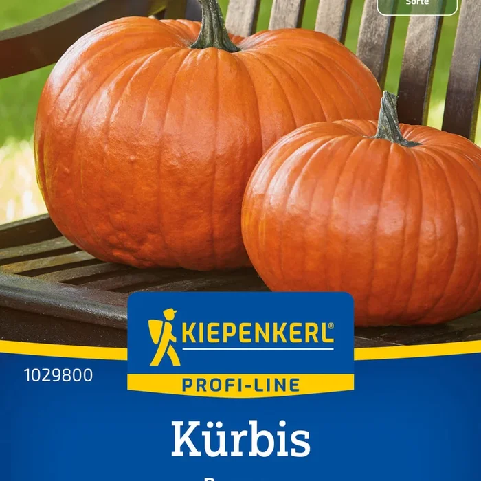 Kiepenkerl Kürbis Boomer