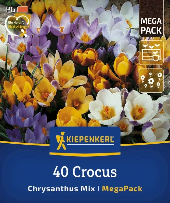Kiepenkerl Mega-Pack Botanische Krokusmischung, 40 Stück