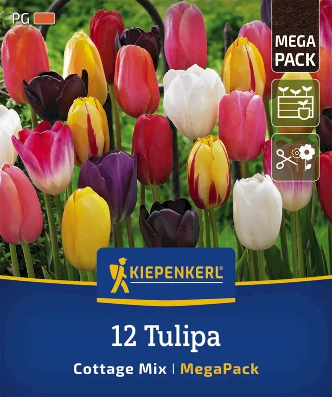 Kiepenkerl Mega-Pack Einfache späte Tulpen Cottage Mix, 12 Stück