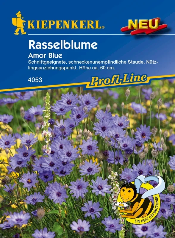 Kiepenkerl Rasselblume Amor Blue