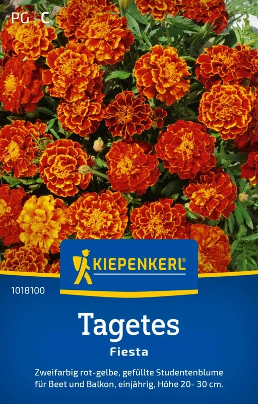 Kiepenkerl Studentenblume „Fiesta“