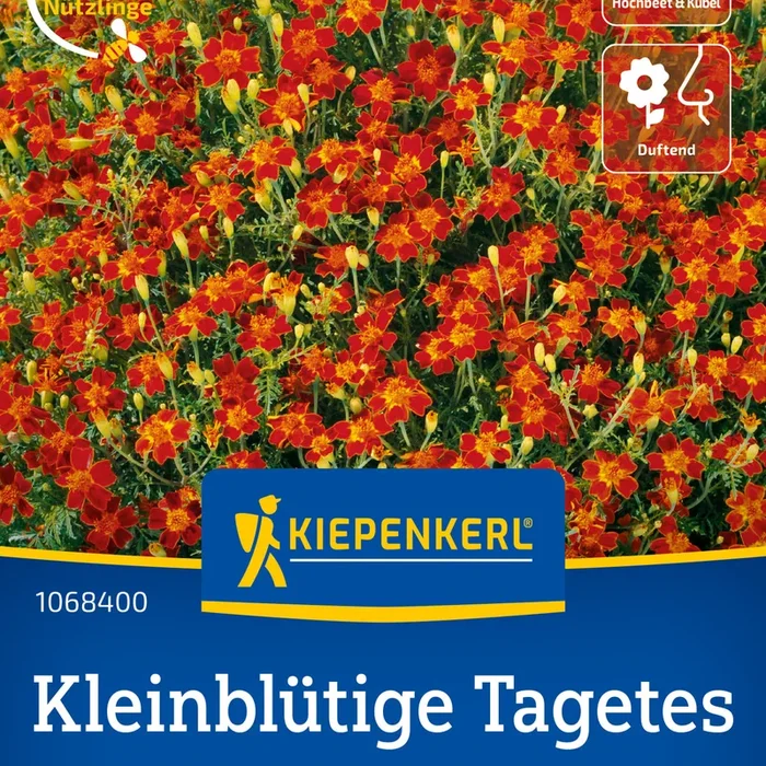 Kiepenkerl Studentenblumen Luna Rot