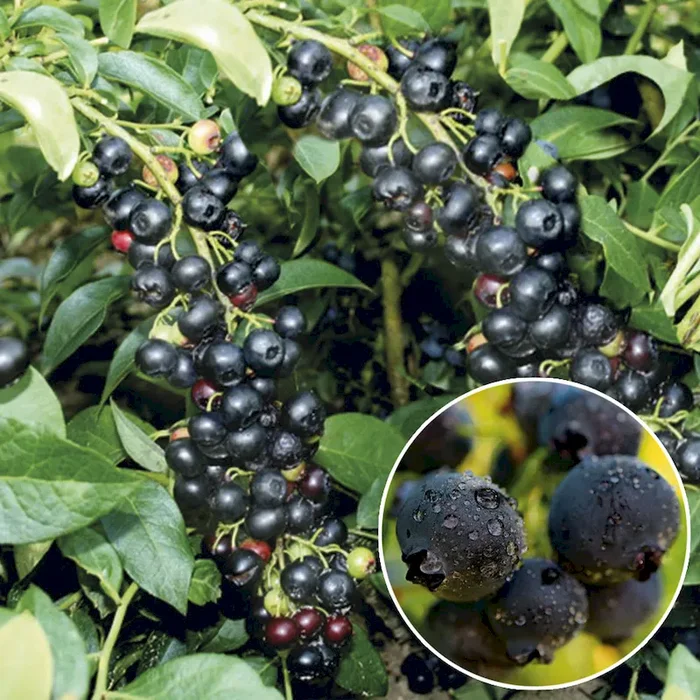 KiJo Beere ‚Blacky‘ – Schwarze Heidelbeere Vaccinium virgatum – Bestellnummer 4412941