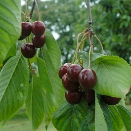 Kirschbaum Castor