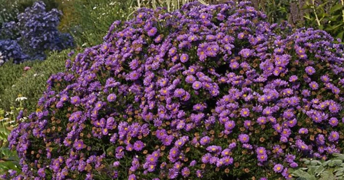 Kissen-Aster ‚Sapphire‘